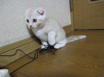 マンチカン【山梨県・女の子・2013年9月13日・クリーム】の写真「長足ですが、たれ耳の女の子です」