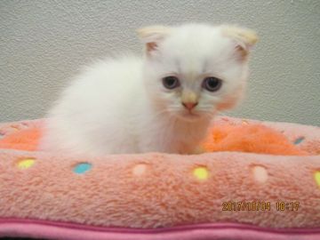 父マンチカン母エキゾチックショート【山梨県・女の子・2017年8月12日・クリームポイント（ロングヘア）】の写真「短足たれ目、ふわふわの白い毛の女の子です」