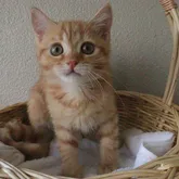 マンチカンとのエキゾチックショートヘアのミックス【山梨県・男の子・2022年6月28日・レッドタビー】の写真1