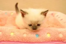 マンチカンとエキゾチックショートのミックス【山梨県・女の子・2020年8月27日・シールポイント】の写真2