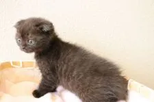 マンチカンとエキゾチックショートのミックス【山梨県・男の子・2020年5月4日・ブラック】の写真2