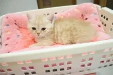 マンチカンとエキゾチックショートのミックス【山梨県・男の子・2019年9月5日・クリームタビー】の写真2「10/２７撮影」