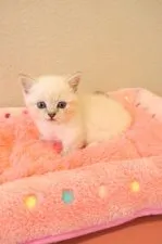 マンチカンとエキゾチックショートのミックス【山梨県・男の子・2020年9月8日・ブルーポイント】の写真2