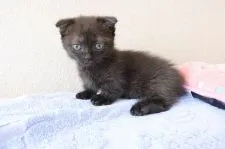 マンチカンとエキゾチックショートのミックス【山梨県・男の子・2021年5月22日・ブラック】の写真2