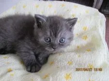 マンチカンの父とエキゾチックショートの母の子猫【山梨県・男の子・2017年3月26日・シルバータビ―】の写真2