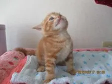 マンチカンとスコティッシュフォールド【山梨県・男の子・2016年2月12日・レッドタビー】の写真2