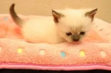 マンチカンとエキゾチックショートのミックス【山梨県・女の子・2020年8月27日・シールポイント】の写真3