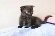 マンチカンとエキゾチックショートのミックス【山梨県・男の子・2021年5月22日・ブラック】の写真3