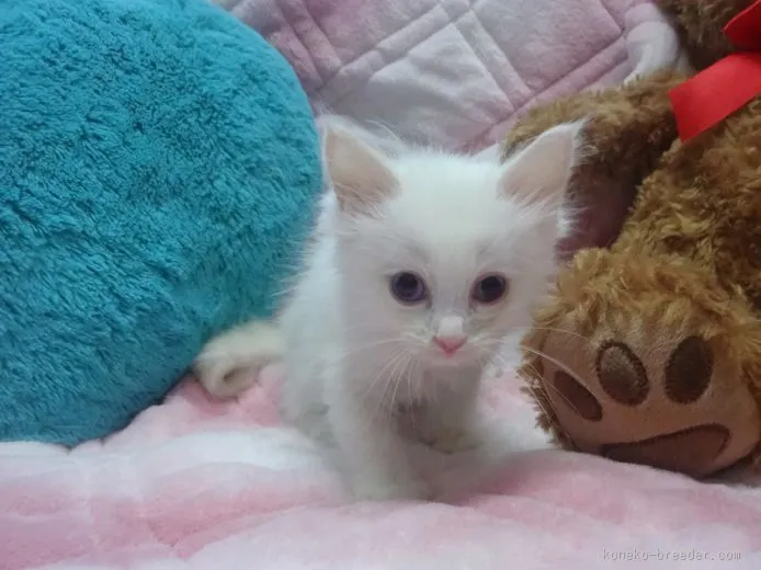 ID:1510-00087の子猫