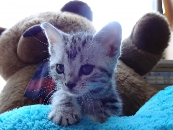 タカ 様のお迎えした子猫