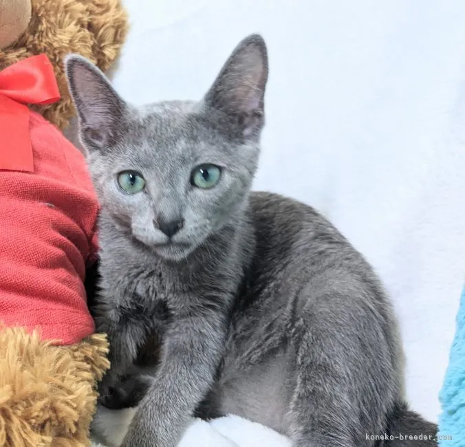 ID:2107-00209の子猫