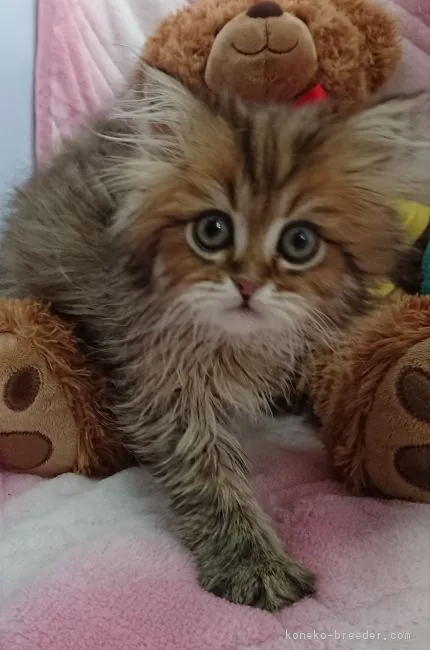 ID:1902-01230の子猫