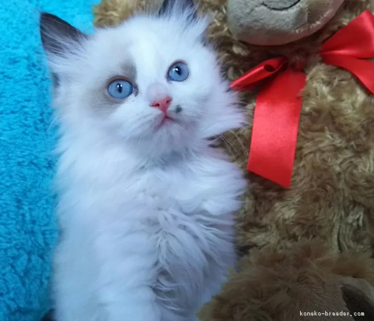 ID:1704-00636の子猫