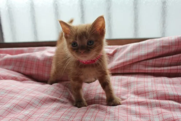 ID：1404-00404の子猫