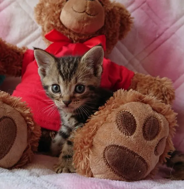 ID:1806-01394の子猫