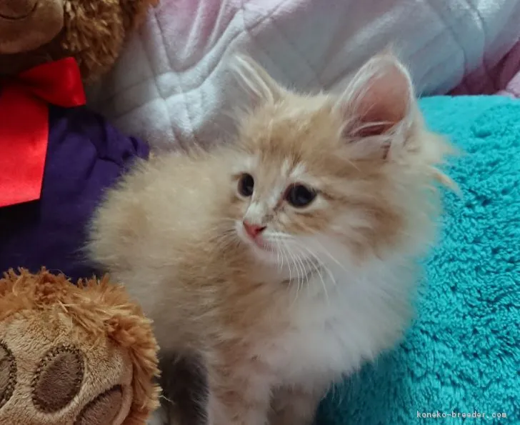 ID：1805-01042の子猫