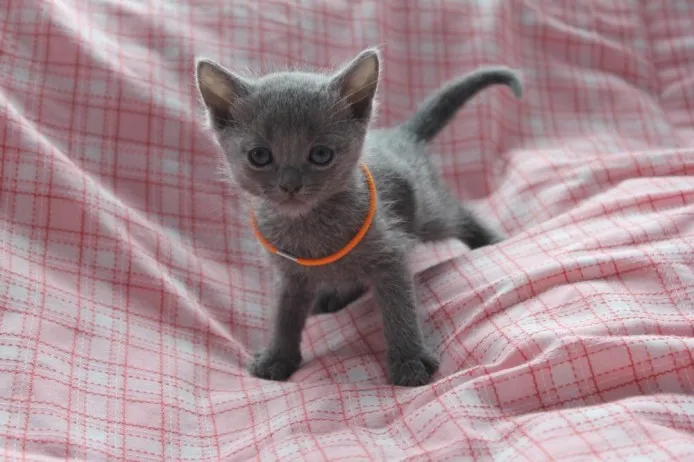 あずきはは 様のお迎えした子猫