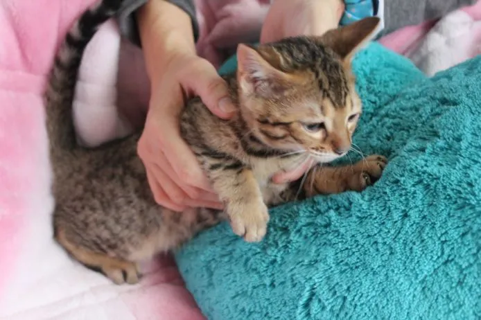 くみたん 様のお迎えした子猫