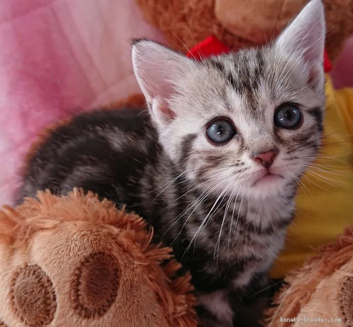 ID:1904-01034の子猫