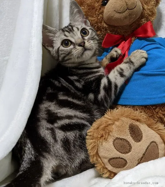 GNG 様のお迎えした子猫