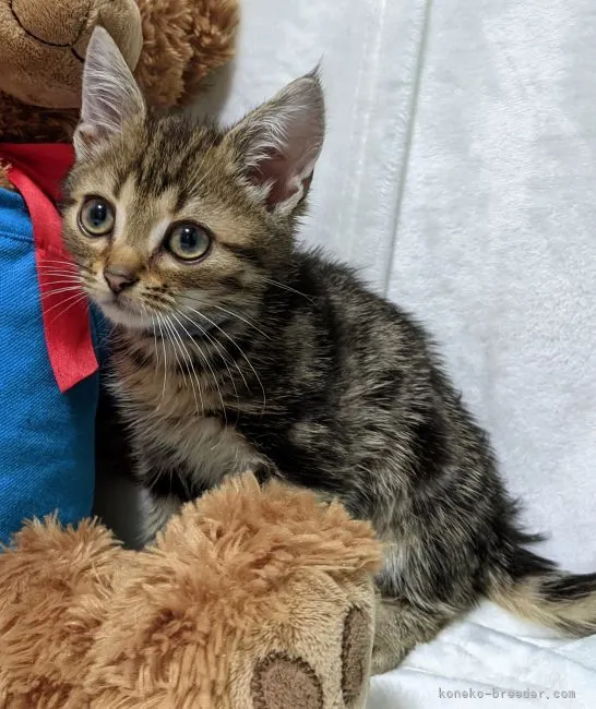 ID:2104-00627の子猫
