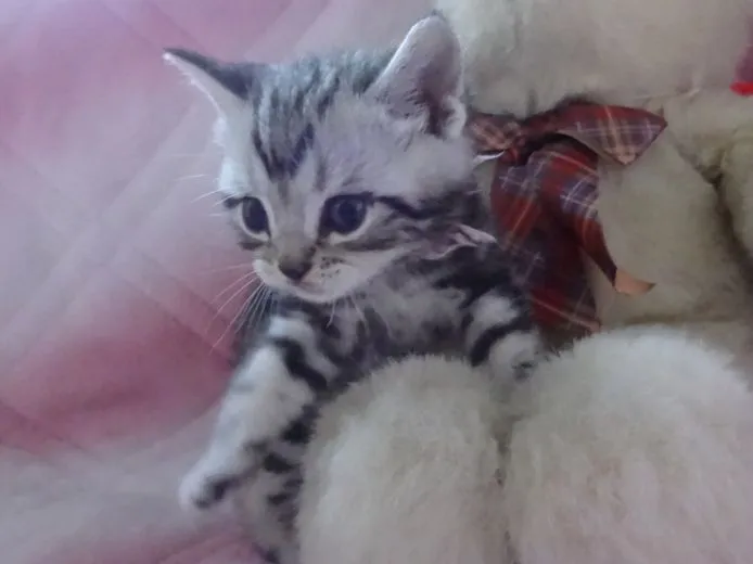 fori 様のお迎えした子猫