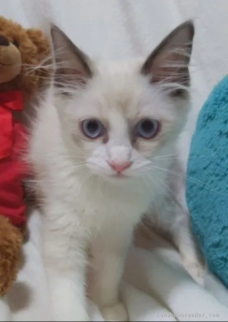 ID：2110-01311の子猫