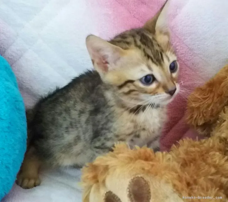 ID：1610-00242の子猫