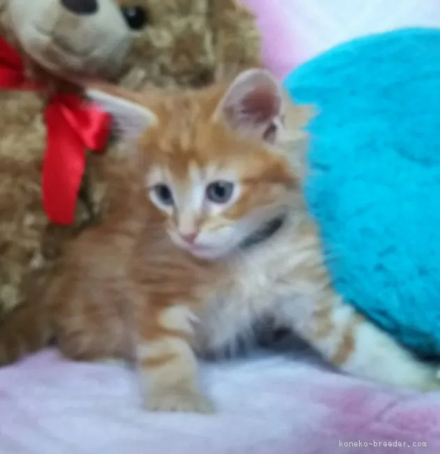 ID:1706-01349の子猫