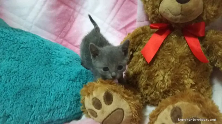 ID：1611-00779の子猫