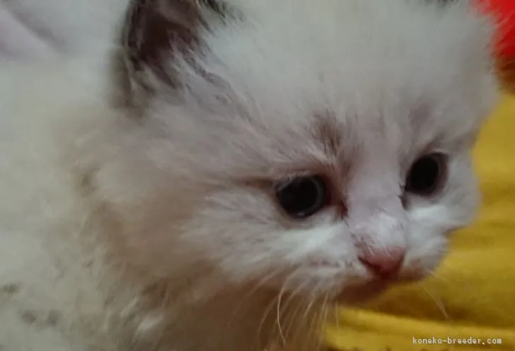 ID:1901-01280の子猫