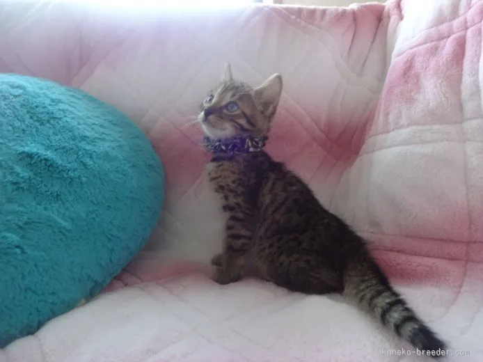 ID：1509-00399の子猫