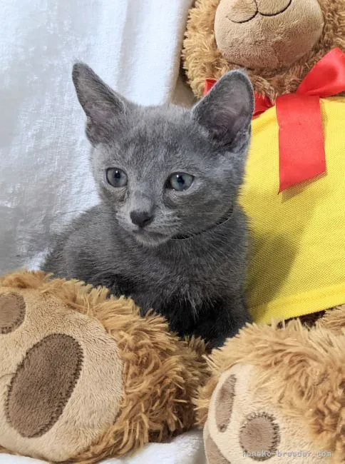 ID:2107-00216の子猫