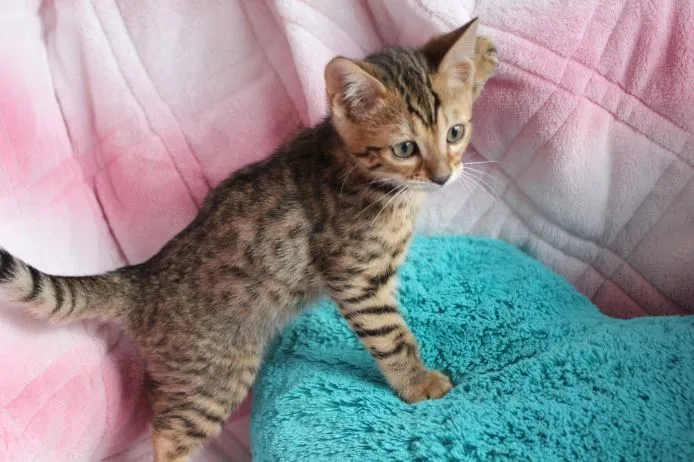 ID:1503-00197の子猫
