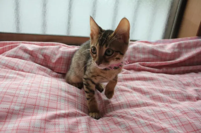 iku 様のお迎えした子猫