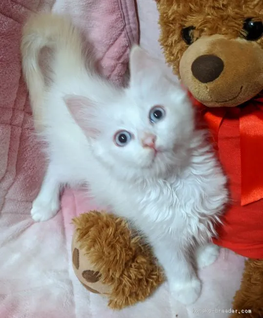 ID:2005-01440の子猫