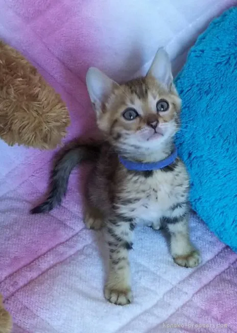 べ 様のお迎えした子猫