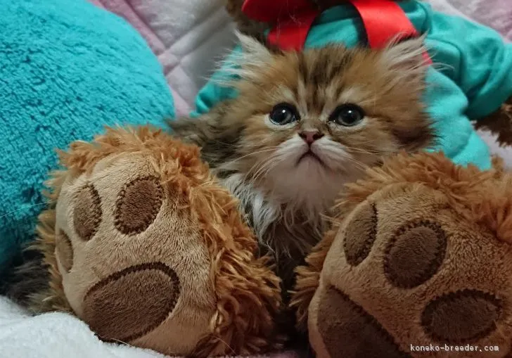 ID：1902-01232の子猫