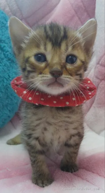 ID:1604-00420の子猫