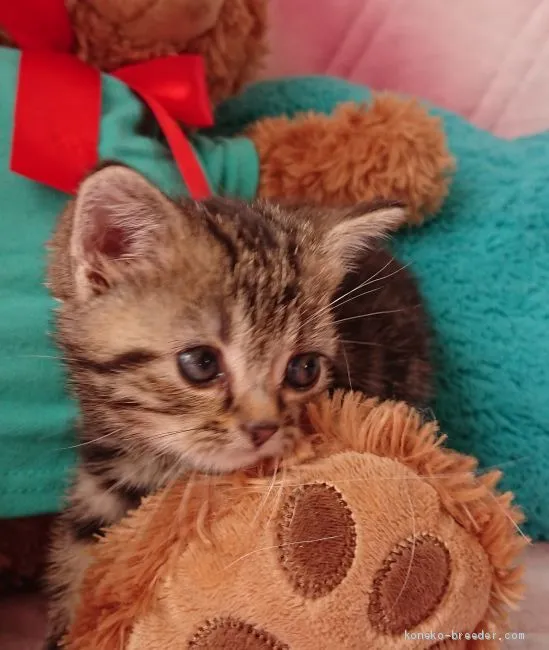 ID:1904-01036の子猫
