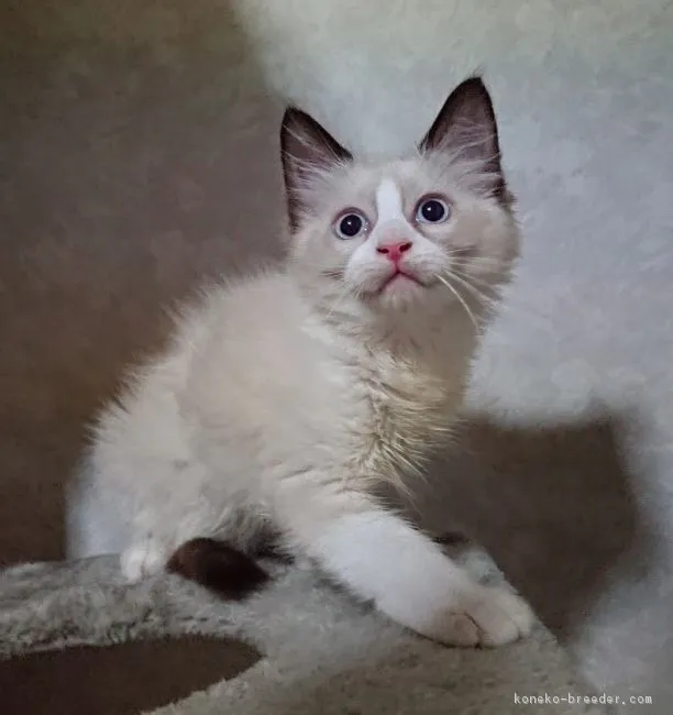 ID:1807-01149の子猫