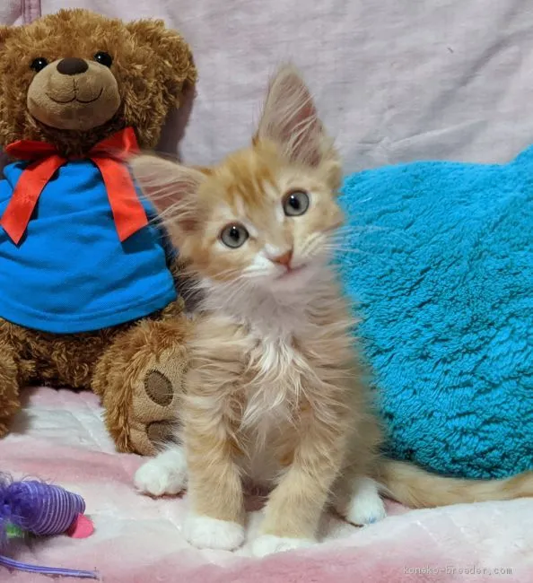 ID:2005-02251の子猫