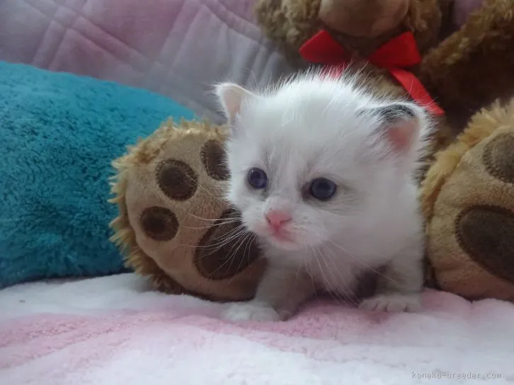 ID:1603-00186の子猫