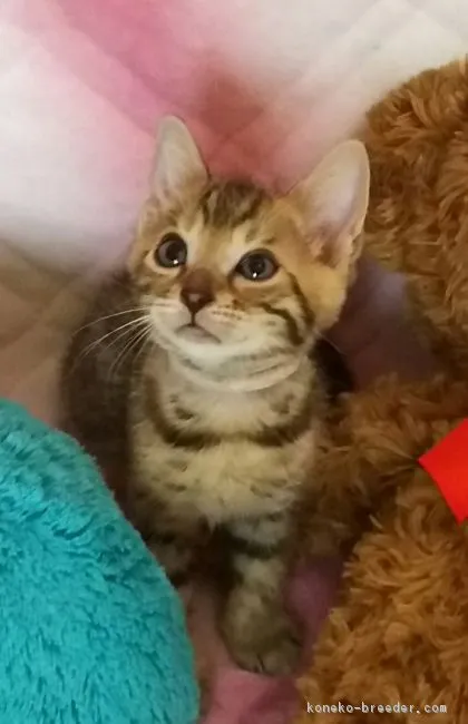 ID:1705-00894の子猫