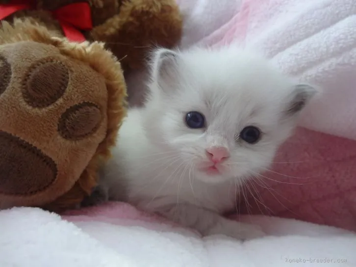 ルカ 様のお迎えした子猫