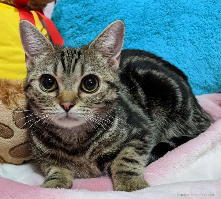 ID：1910-00251の子猫