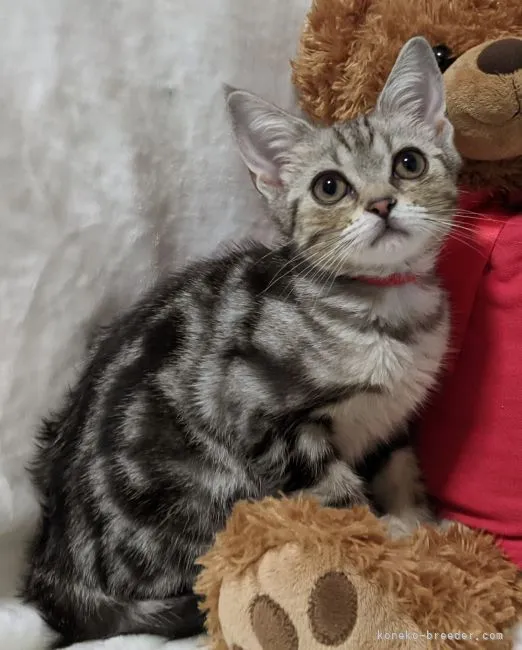 E.S 様のお迎えした子猫