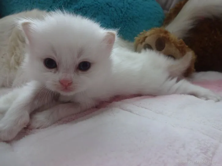 まゆ(^-^) 様のお迎えした子猫