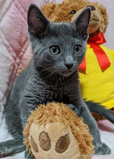 ID:2004-00880の子猫