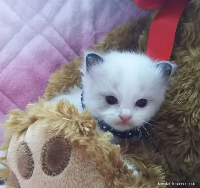ID：1607-00316の子猫